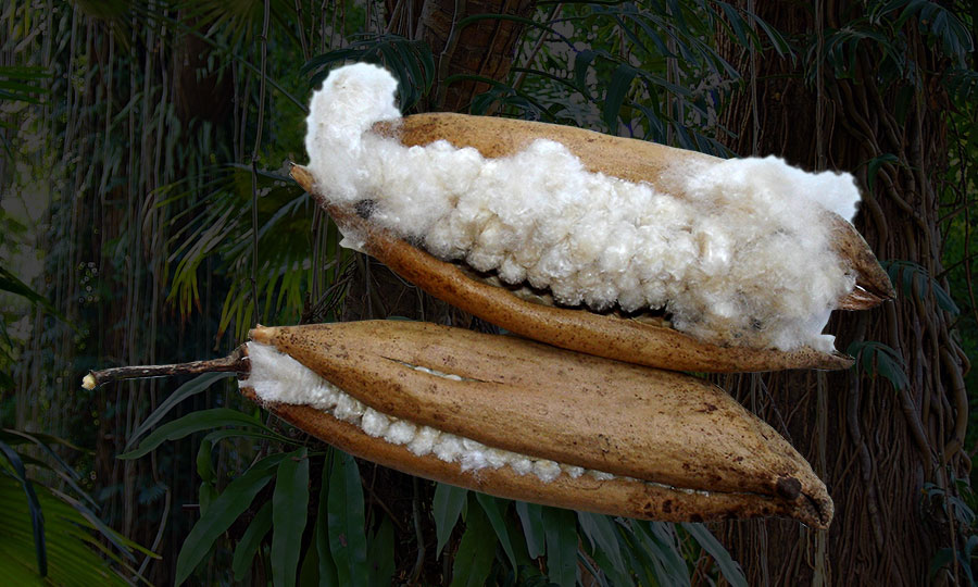 Kapok-fiber som stoppning i våra thaikuddar